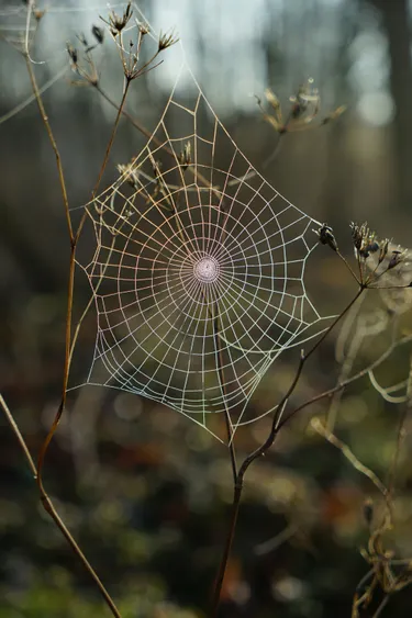 A spider web between some small branches of a bush.