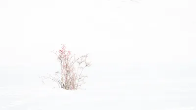 A flat, snow covered landscape with a single shrub that has no leaves and a few small red berries on top.