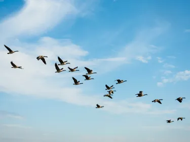 A flock of flying geese with a lightly clouded blue sky in the background.