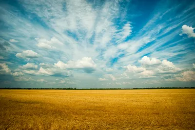 A landscape of a recently harvested wheat field with a cloudy but bright sky