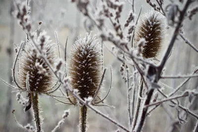 Frost covered dead flowers with a snowy background