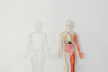 An image of a transparent model of a human, exposing the bones, organs and muscles.
